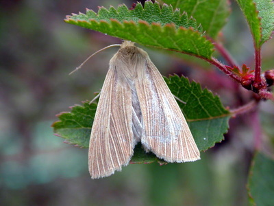 Common wainscot (Mythimna pallens) Kenneth Noble